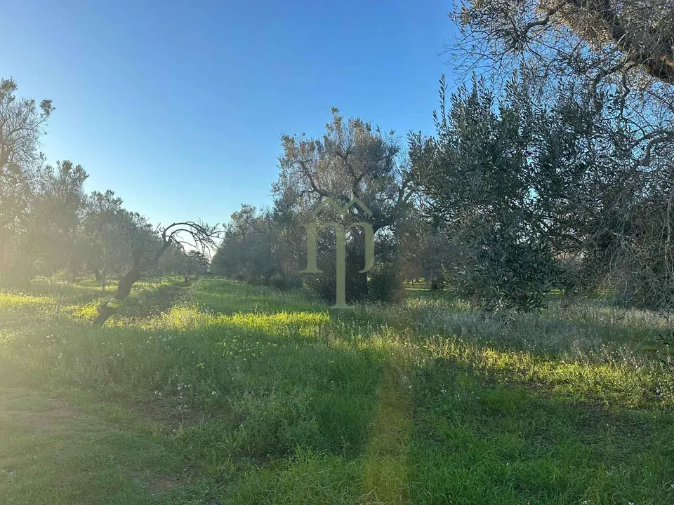 Helårsgrund i Carovigno, Brindisi - foto 3